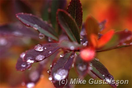 Mike Gustafsson Photography