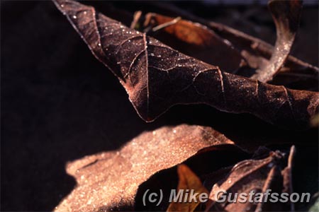 Mike Gustafsson Photography