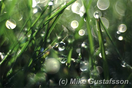 Mike Gustafsson Photography