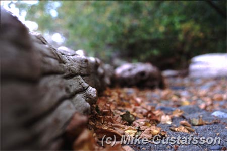 Mike Gustafsson Photography