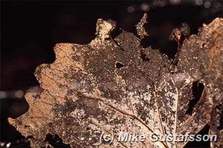 Mike Gustafsson Photography