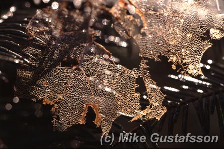 Mike Gustafsson Photography