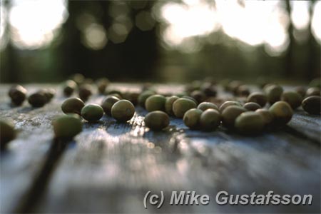 Mike Gustafsson Photography