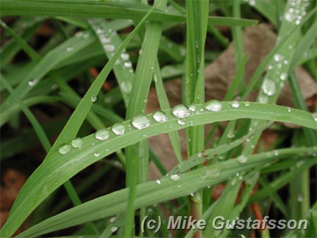 Mike Gustafsson Photography
