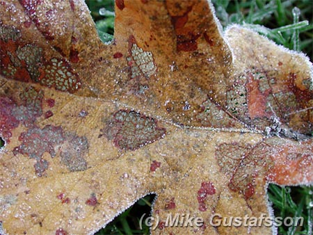 Mike Gustafsson Photography