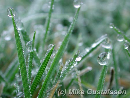 Mike Gustafsson Photography