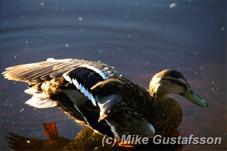 Mike Gustafsson Photography