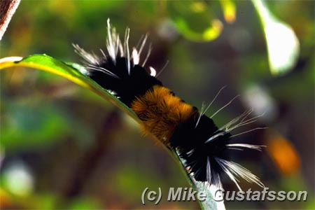 Mike Gustafsson Photography