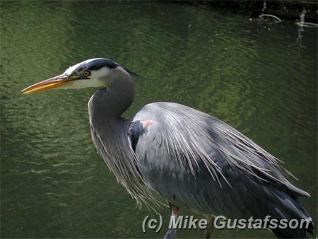 Mike Gustafsson Photography