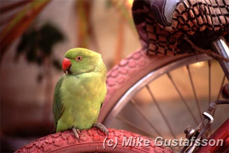 Mike Gustafsson Photography
