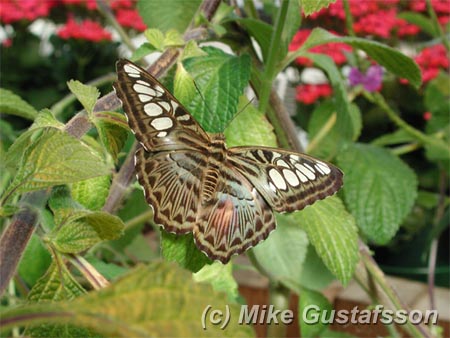 Mike Gustafsson Photography