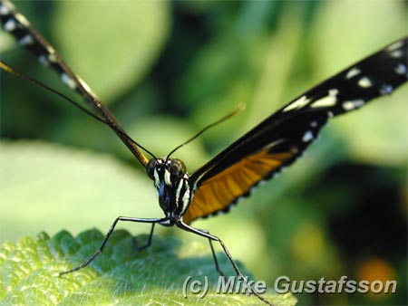 Mike Gustafsson Photography