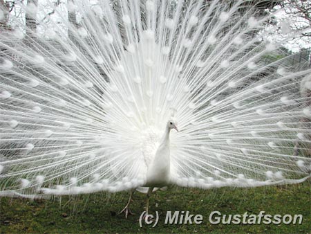 Mike Gustafsson Photography