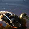 Image Thumbnail