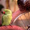 Image Thumbnail