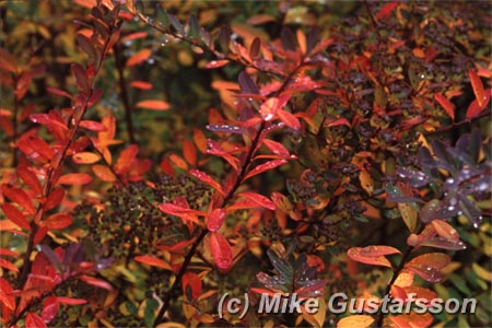 Mike Gustafsson Photography