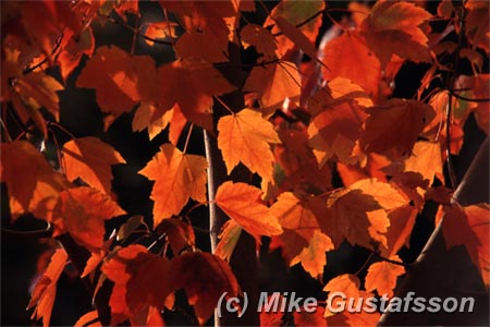 Mike Gustafsson Photography