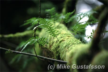 Mike Gustafsson Photography