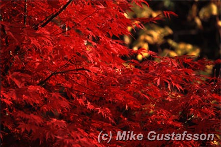 Mike Gustafsson Photography