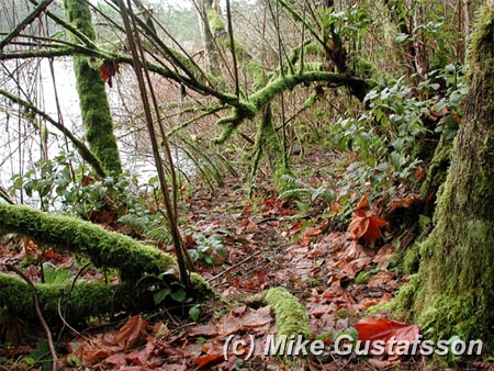 Mike Gustafsson Photography