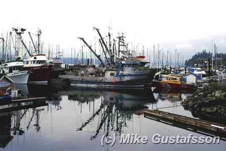 Mike Gustafsson Photography