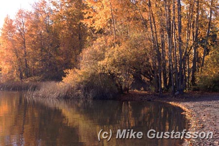 Mike Gustafsson Photography