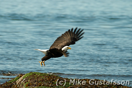 Mike Gustafsson Photography