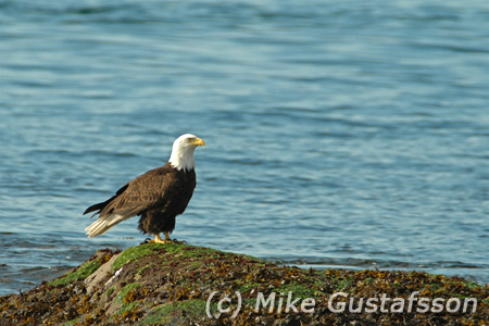 Mike Gustafsson Photography