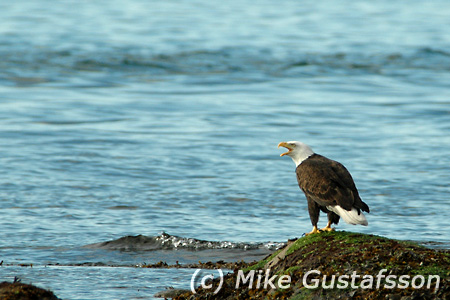 Mike Gustafsson Photography