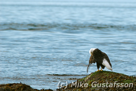 Mike Gustafsson Photography